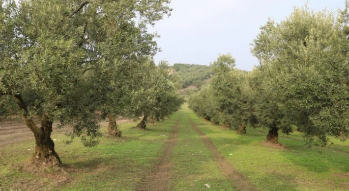 Marmarabirlik bu yıl zeytinde yüksek rekolte bekliyor