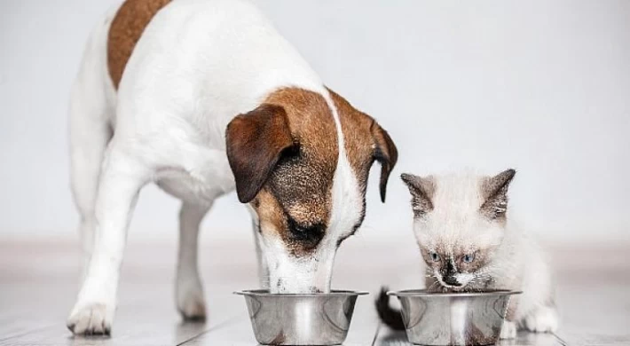 Çalışanlar en çok kedi besliyor