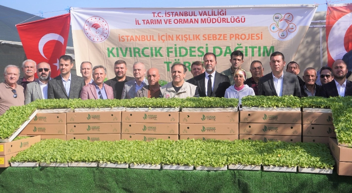 Silivri'li üreticilere kıvırcık fideleri dağıtıldı