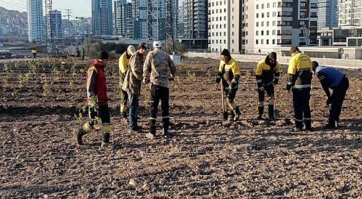 Lavanta ve GÜL Bahçesi Genişletiliyor