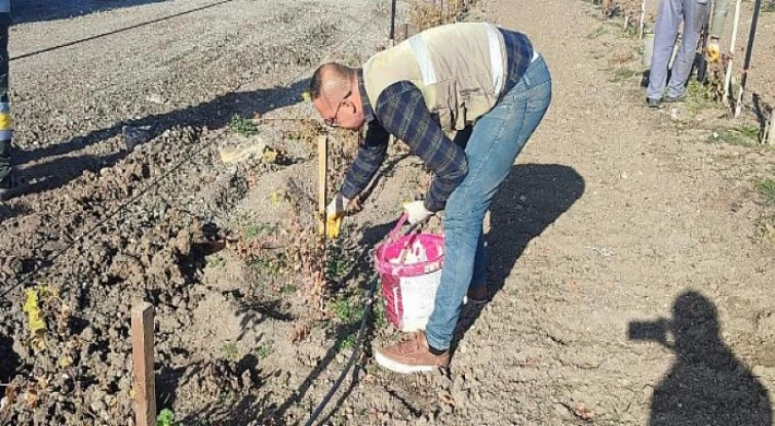 Üzüm Bağında Kış Hazırlığı