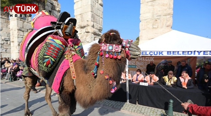 Efes Selçuk Deve Güreşleri Festivalinde Altın Havan Sahibini Buldu