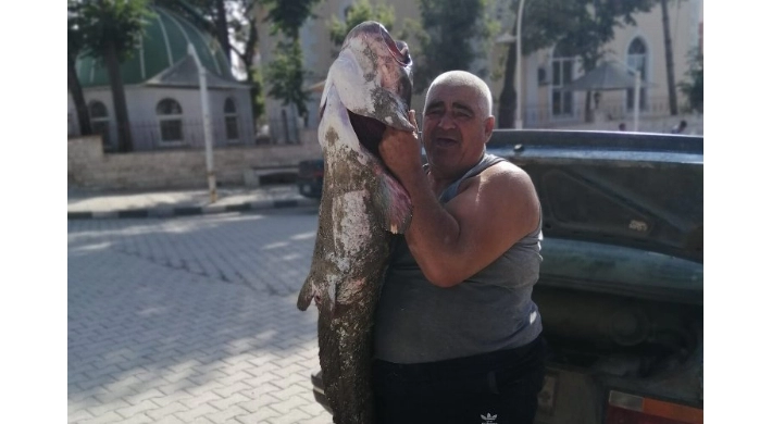 Meriç Nehri’nde boyunca balık yakaladı!