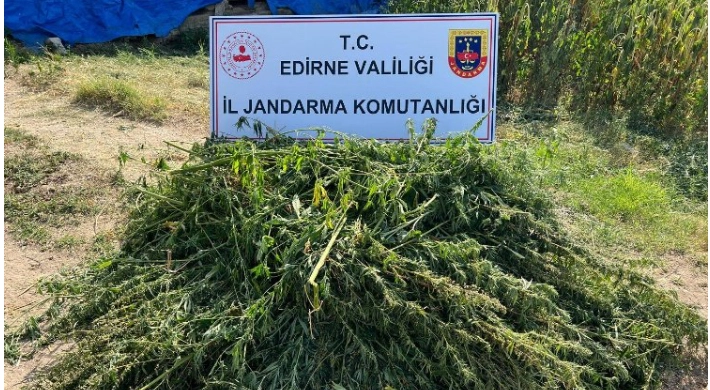 Edirne’de kaçak kenevir tarlası ele geçirildi