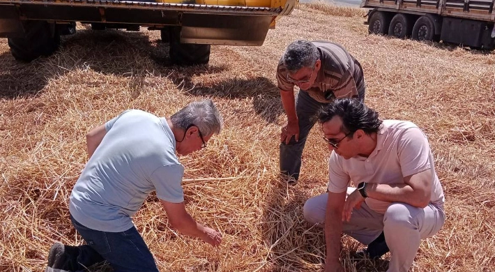 Silivri’de Buğday Hasadı Devam Ediyor: Biçerdöver Denetimleri Sıkılaştırıldı