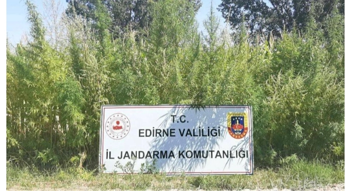 Edirne’de 159 bin kök kenevir ele geçirildi