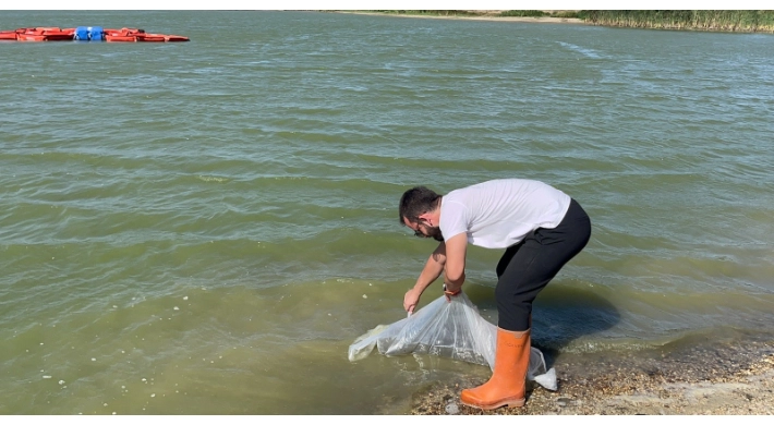 Silivri'de Göletler 63.000 Sazan Yavrusu ile Balıklandırıldı