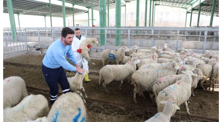 Büyükbaş azaldı, küçükbaş arttı