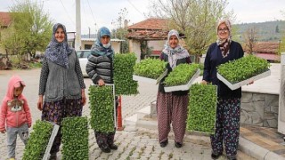 Buca Belediyesi’nden üreticiye 100 bin sebze fidesi