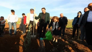 Gaziantep Büyükşehir Nurdağı’nda zeytin fidanlarını toprakla buluşturdu