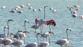 Gediz Deltası “Birding Places” ağına dahil oldu