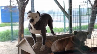 HBB’den yasaklı ırk köpekler hakkında açıklama