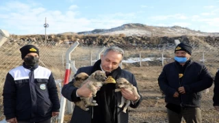 Kayseri Talas’ın barınak gururu