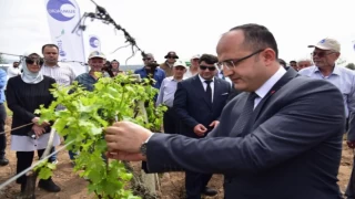 Manisa tarımında biyoteknik mücadele