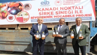 Manisa’da sirke sineği için 50 bin tuzak dağıtılıyor