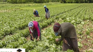 Migros Kadın Akademesi’nde Eğitim Alan Kadın Kooperatiflerinin Ürünleri Tazedirekt’te