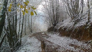 Ormanya’nın yaban hayatı foto kapanlara yansıdı