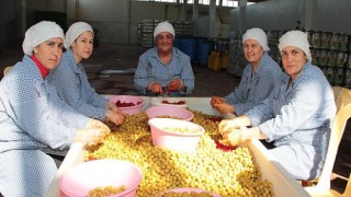 Sofralık zeytin ihracatı 100 bin tona koşuyor