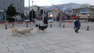 Sokak köpekleri tehlikeli mi?