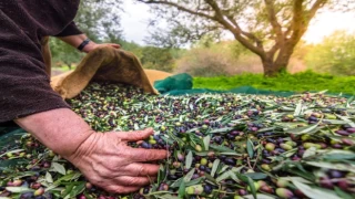 Zeytinde yeni ihracat hedefi 100 bin ton