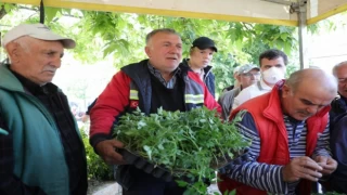 Bursa Gemlik’te Ata tohumları hayata dönüşüyor