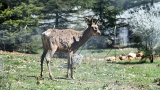 Doğal Yaşam Parkı’ndaki kızıl geyiklerin yeni yuvası Spil Dağı