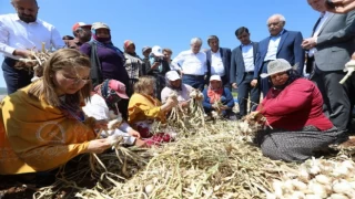 Gaziantep’te sarımsak hasadı