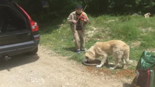 Kırklareli Vizeli kemancı Turunç, sahipsiz canlara keman çalıyor