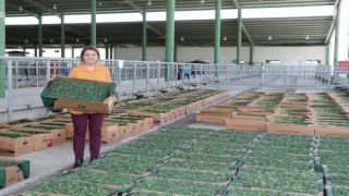 Kocaeli İzmit’te binlerce sebze fidesi dağıtıldı