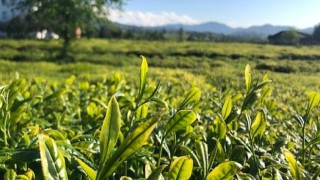 Lipton Doğu Karadeniz’de Çay Hasadına Başladı