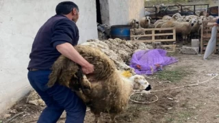 Niğde’de çalınan 70 küçükbaş hayvan sahibine teslim edildi