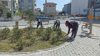 Yabani Otlar Temizleniyor