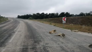 Bursa-Bilecik Pazaryeri karayolunda sürücüler zor anlar yaşıyor