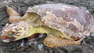 Caretta carettalar Hatay’da hayata tutundu