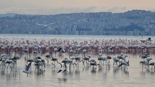 Çiğli’nin Pembe Misafirleri 10 Festivalde Ödüle Aday