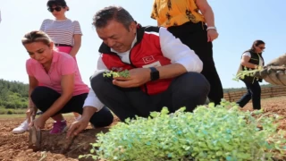 İzmir’de tıbbi ve aromatik bitkiler yaygınlaşıyor