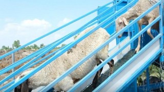 Mobil Koyun Banyosunda Kurban Öncesi Yoğun Mesaisi