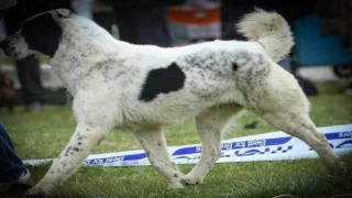 Sırbistan şampiyonu ’Laysan’ Makedonya yolcusu