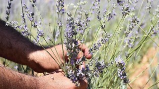 Harran Üniversitesinden Verimsiz Toprakları Verimli Hale Getirme Çalışması