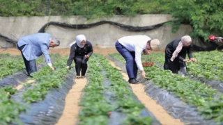 İBB’nin fideleri meyvelerini verdi