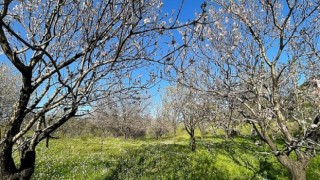 Muğla Büyükşehirden Badem Üreticisine Destek