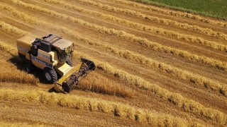 Mustafakemalpaşa’da Buğday Hasadı Başladı