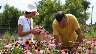 Nilüfer’in Tıbbi-Aromatik Bitki İşleme Tesisi Projesi’ne BEBKA’dan hibe