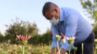 Seferihisar Düzce’de “Ekinezya’nın Başarı Hikayesi”