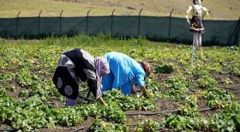 Keçiören’de Mahsuller Hasat Ediliyor