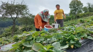 Samsun’da çilek üretimi arttı