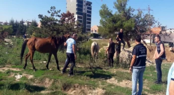 Başıboş atlar yakalandı