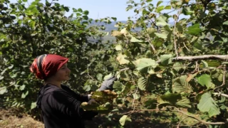 Fındık üreticisinin yüzü bu projeyle güldü