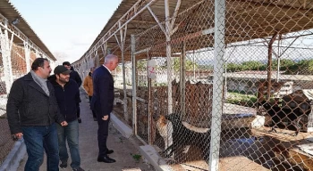 Eski Lastikler Barınaktaki Can Dostlarımız İçin Yatak Oldu