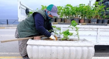 Rengarenk Sardunyalar Ayvalık’ı Süslüyor